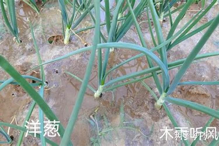 蒜苗繁茂秘籍：掌握科学种植与管理技巧