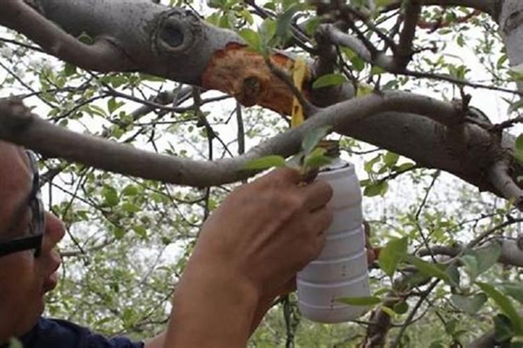 苹果树根部问题如何治？苹果树根部疾病的治理方法