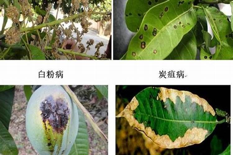 战胜芒果叶上褐色病斑：原因、预防与治理策略