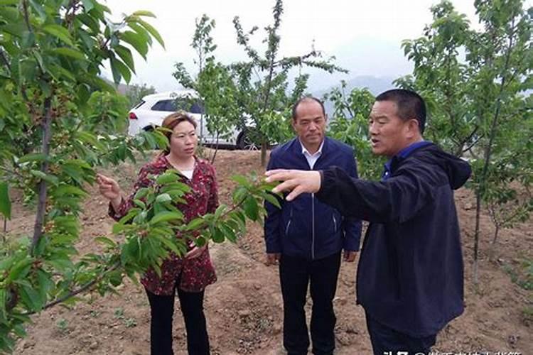 不同长势苹果树如何施用氮肥？