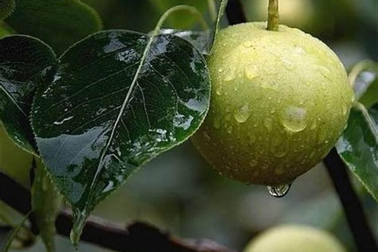 果树雨季咋管理