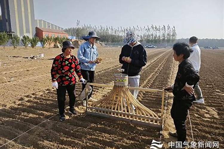 晚播小麦的高效栽培策略