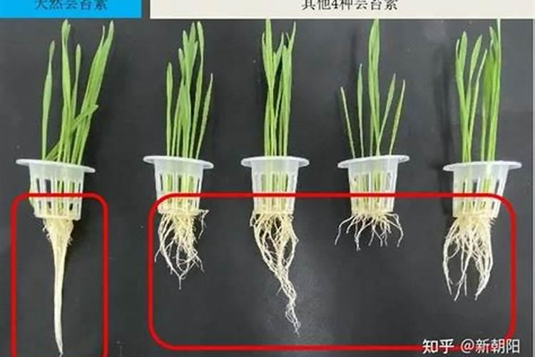 芸苔素能直接喷在花上吗怎么用？