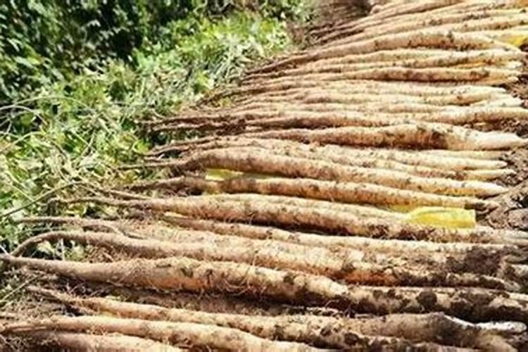 麻山药的种植智慧：掌握关键要点确保高产优质