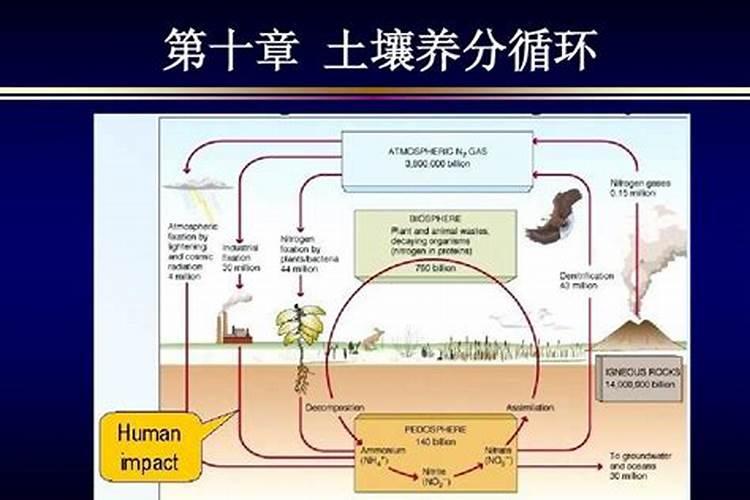 揭秘土壤的养分守护者：多样化的磷细菌肥料？