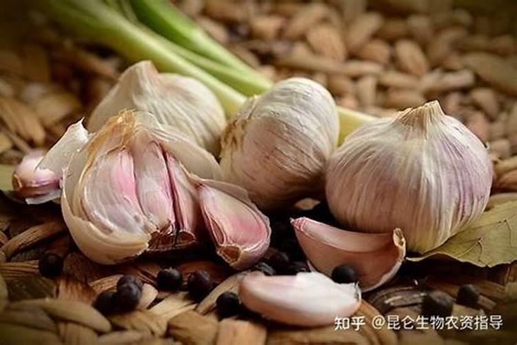 大蒜重茬怎么解决？