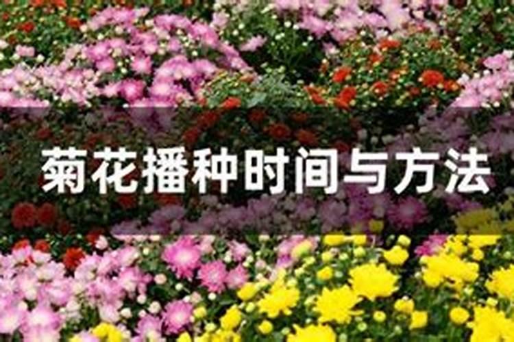 揭秘菊花的播种时间与方法：打造完美花海的秘诀？