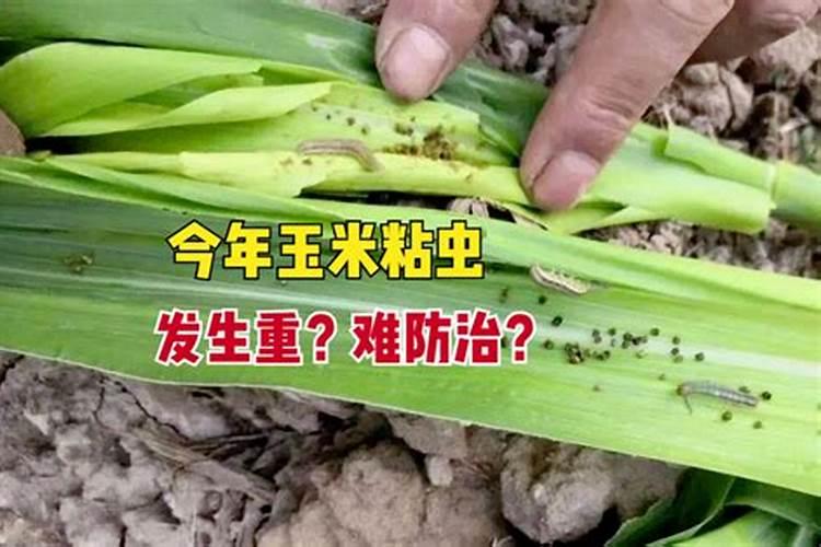 水稻二代粘虫的防治要重视