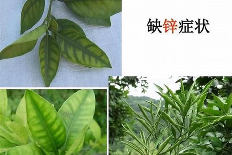 锌元素对植物体有何作用？枣树缺锌表现什么样症状？怎样防治？