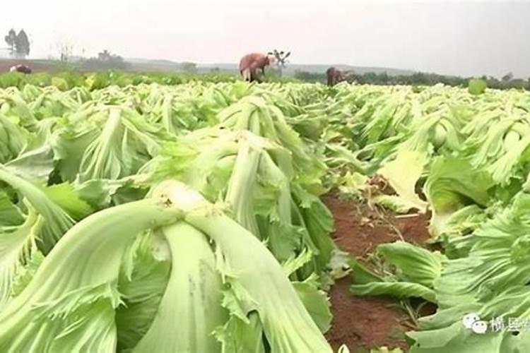 冬季包心芥菜病虫害防治全攻略