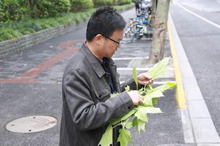 秋播油菜：守护金黄，筑起病虫害防治的绿色屏障