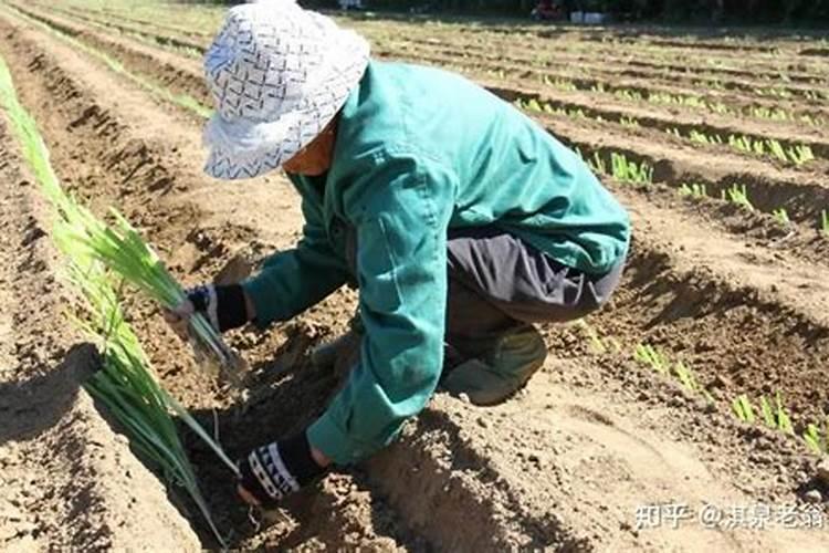 绿色守护：应对蔬菜死苗死棵的科学策略