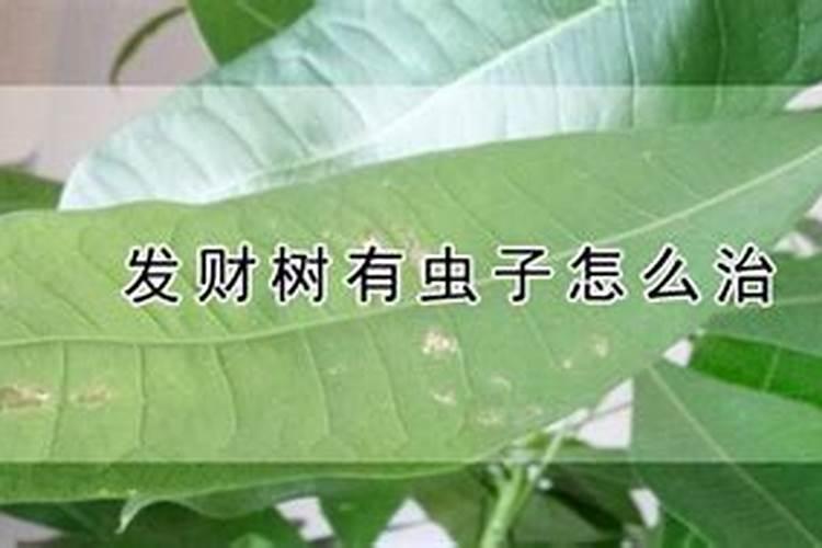 发财树有虫子怎么治？