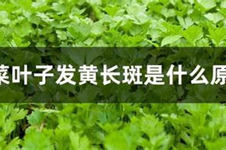 芹菜叶子出现铁锈斑点什么原因？