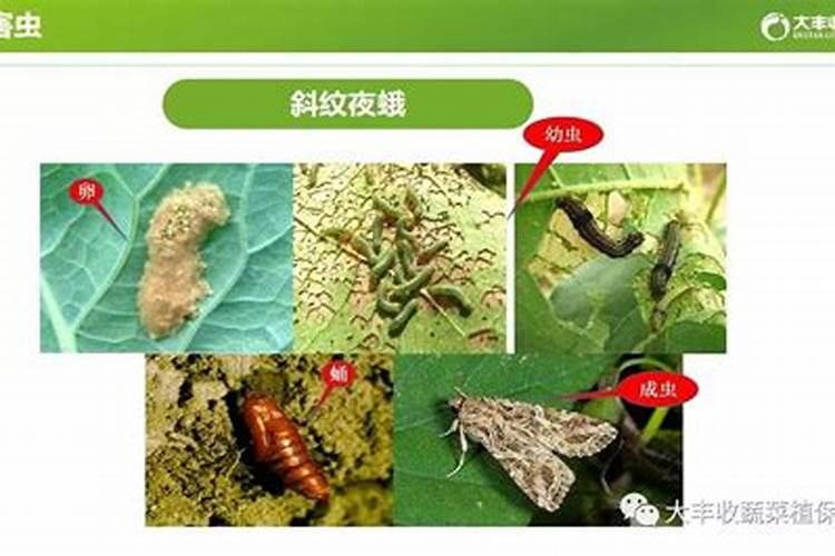 守护绿色防线：蔬菜娥类害虫用药的科学策略