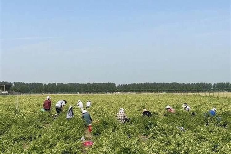 金银花高新栽培技术