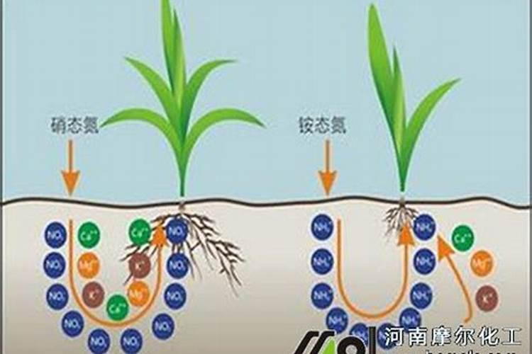 土壤与作物的氮源之选：硝态氮肥还是铵态氮肥？