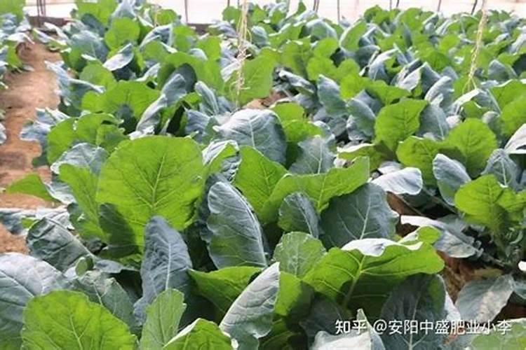 无公害花椰菜配方施肥技术，花椰菜怎么高产施肥？