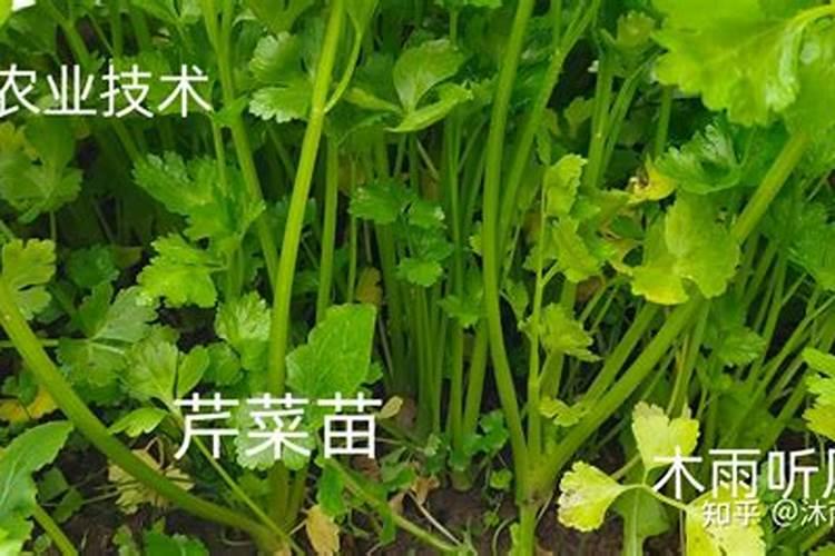 秋冬温室芹菜空心是什么原因？