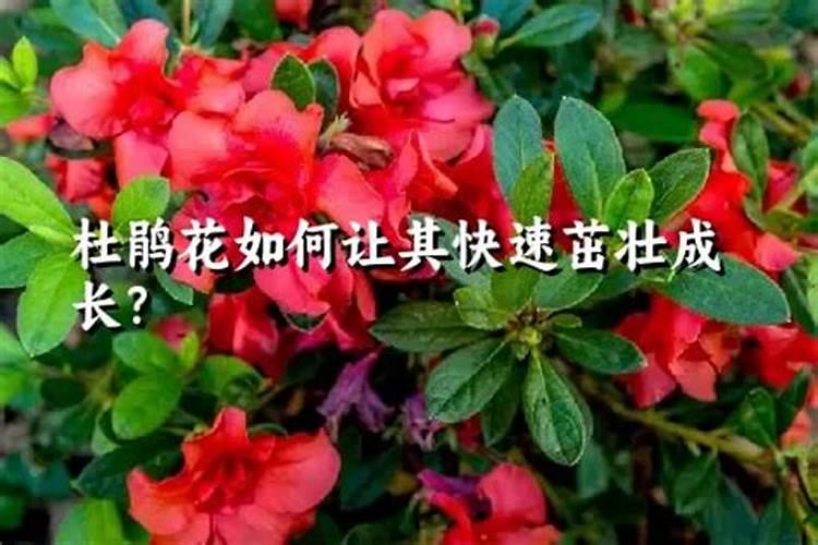 掌握艺术：如何修剪杜鹃花以促进其茁壮成长？