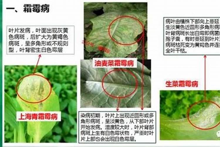 冬季种植蔬菜的四大病害是什么如何进行防治