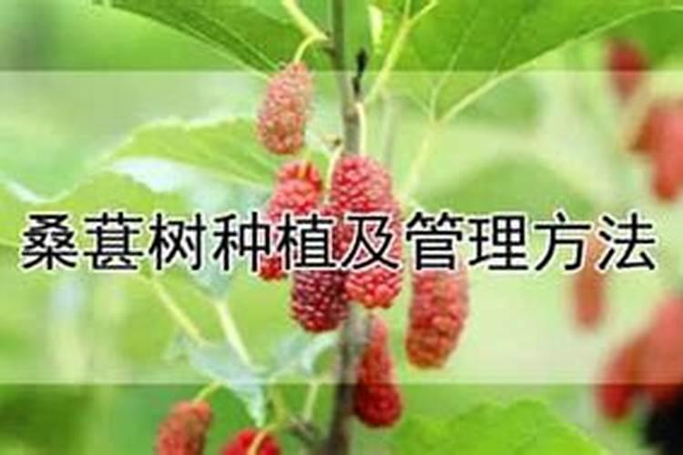 桑葚种植的奥秘：方法与注意事项？