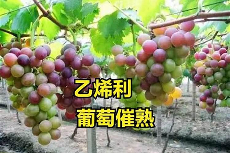 什么时候喷施乙烯利催熟沙糖桔果实？