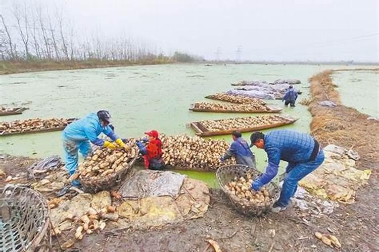 莲藕北移：北方地区种植莲藕的可能性与挑战