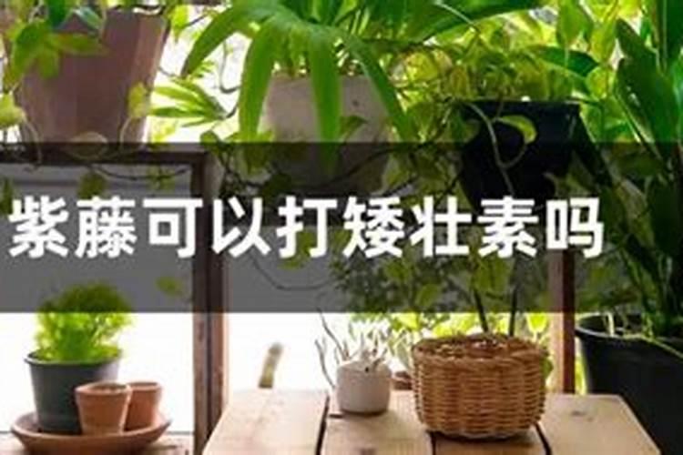 蔷薇花可以打矮壮素吗