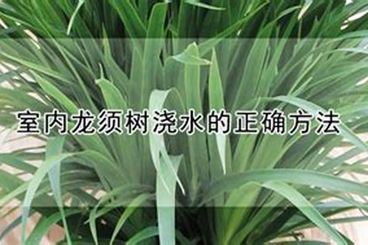 绿意盎然：室内龙须树浇水的正确方法？