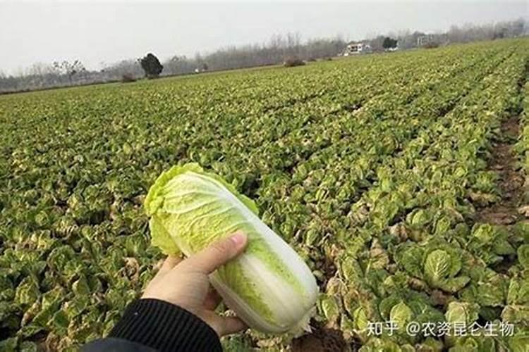 喷油菜叶面肥什么天气最好施肥？