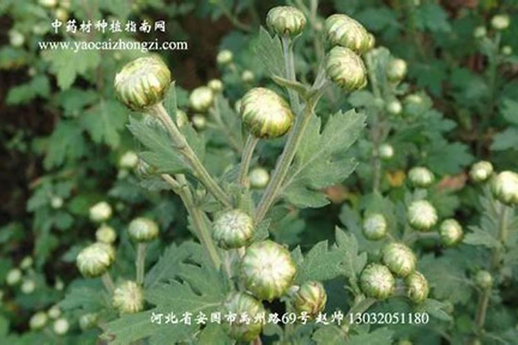 广西的绿色宝藏：盈利药材种植指南