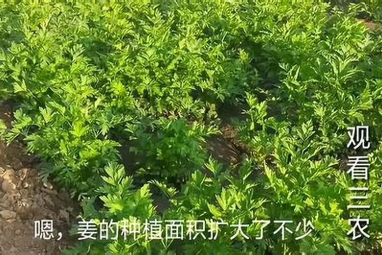 2022种植什么药材最赚钱？