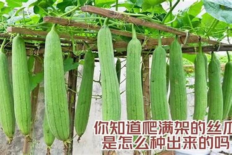 丝瓜满架：探秘庭院丝瓜种植的奥秘