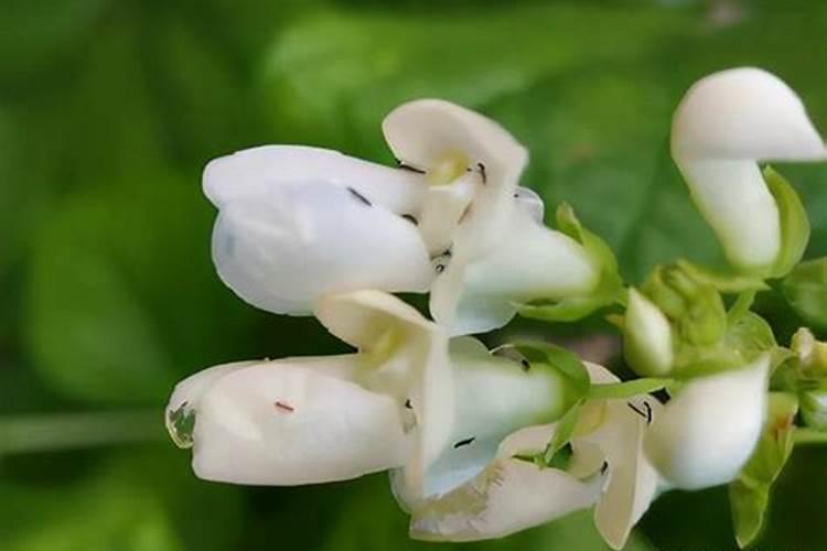 绿色守护：防治生菜蓟马的有效药物策略