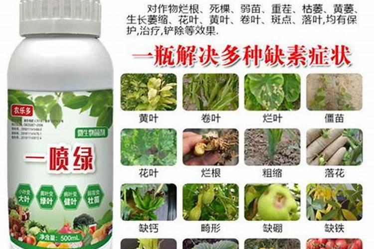 揭秘叶面肥：植物生长的助推器