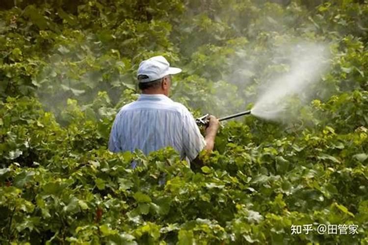 为啥同样的农药效果不一样？好农药效果不理想的原因