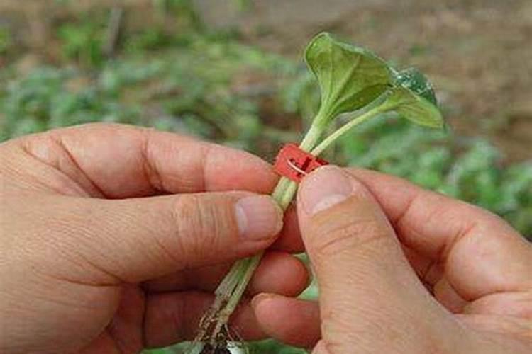 警惕！嫁接蔬菜后的“隐形杀手