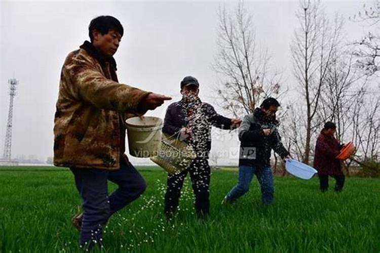 雨天施肥的科学与艺术：时机、方法与注意事项？