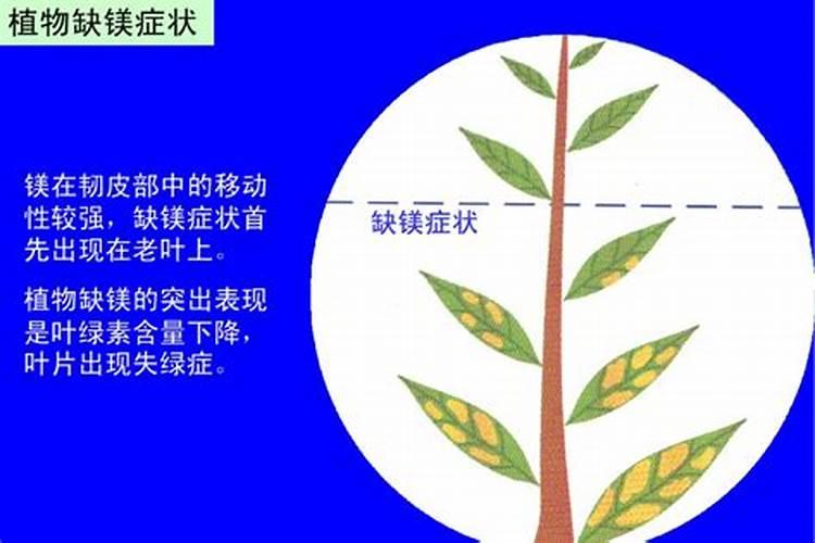 花缺镁施什么肥料好？