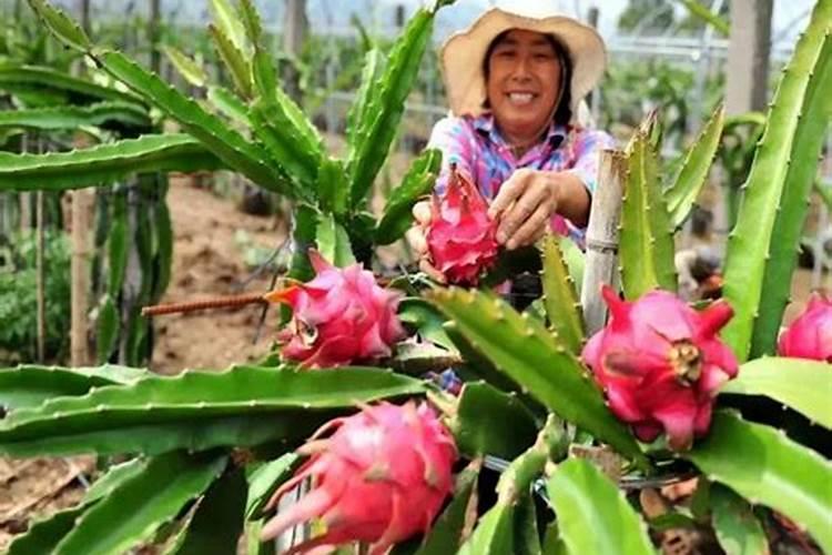 夏季蔬菜落花落果原因分析