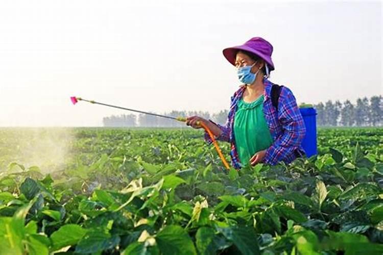 探究植物药害背后的真相：原因篇