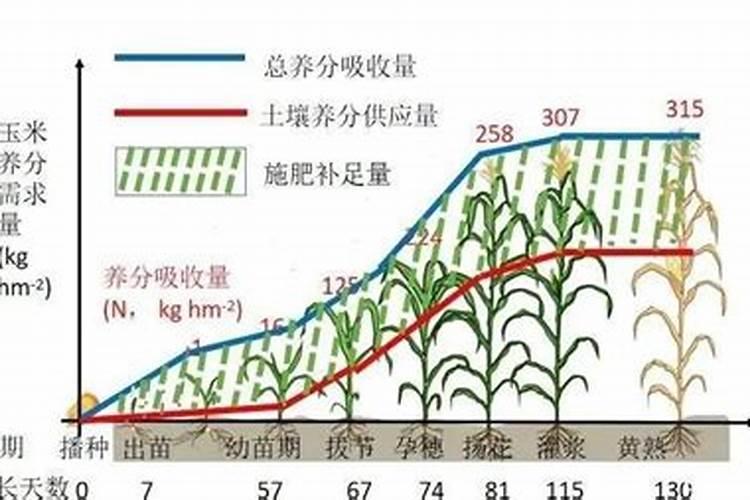 甘薯营养失衡与科学施肥策略