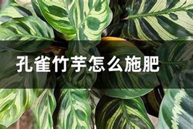 孔雀竹芋怎么施肥