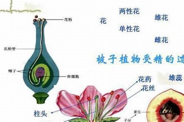 甘甜之源：甘草的别称与种植周期揭秘