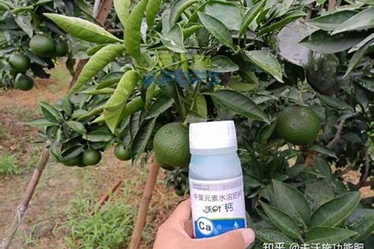 植物上补充钙肥钙是什么做成的呢？