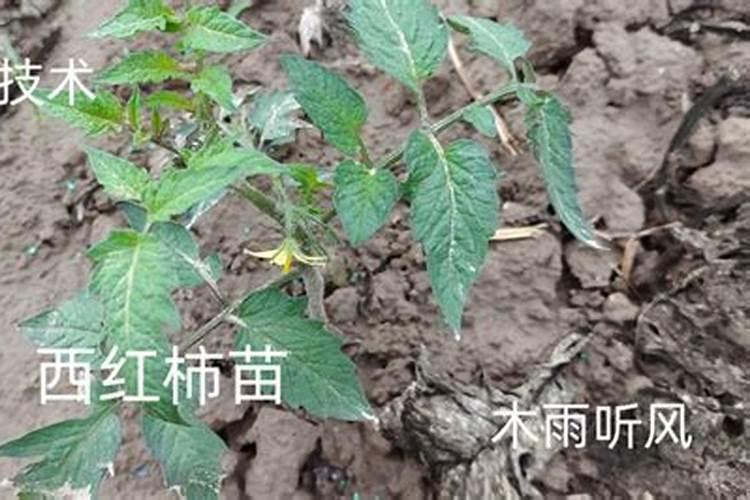 西红柿定植前用什么药剂蘸穴盘？