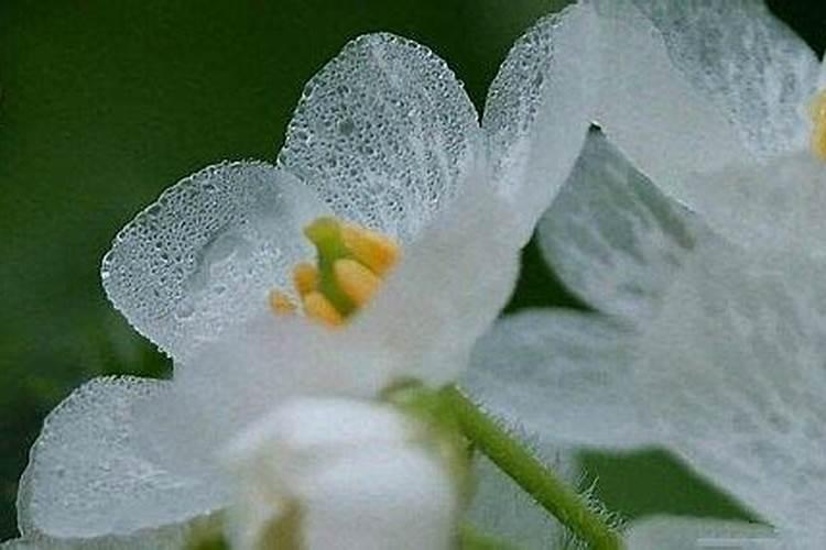 日本的一种花淋雨后会变透明,是什么原理？