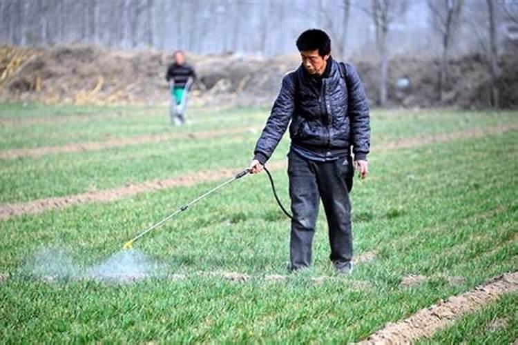 中药材田常用除草剂及其使用注意事项