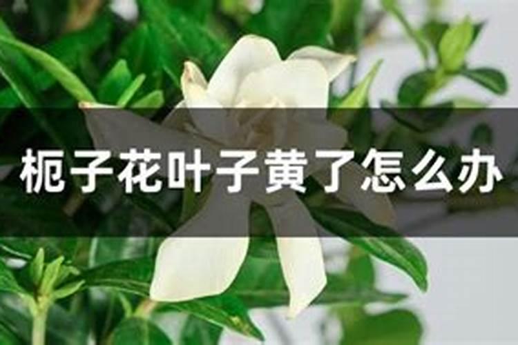 我养的枙子花叶子发黄怎么办